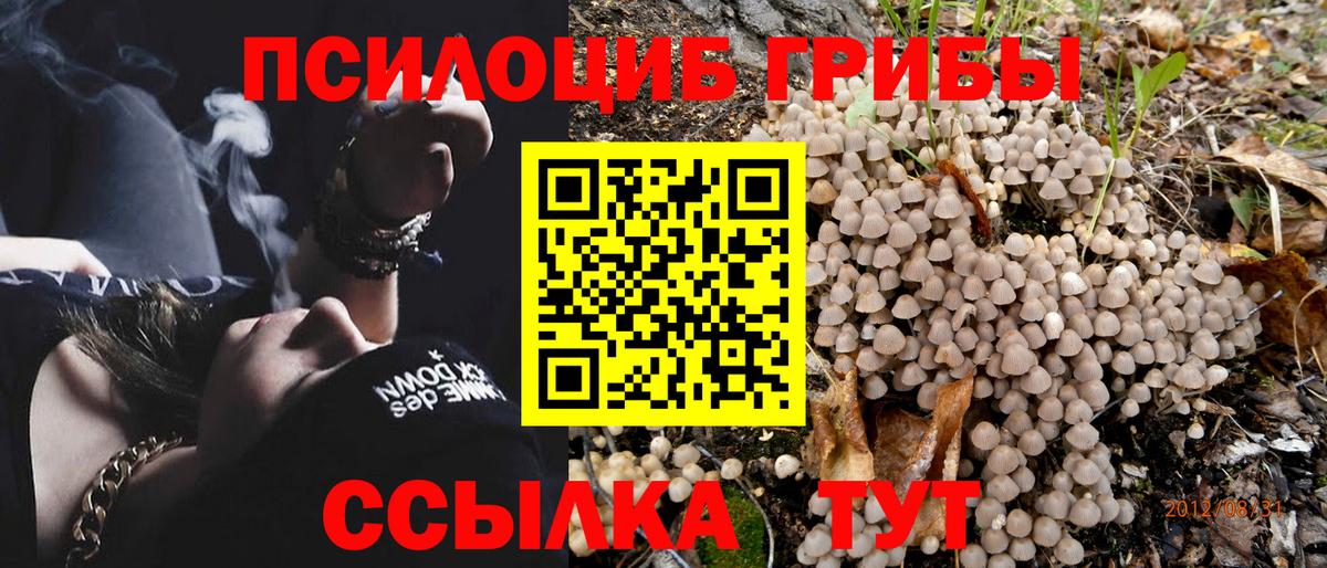 Псилоцибиновые грибы Psilocybine cubensis Светлоград